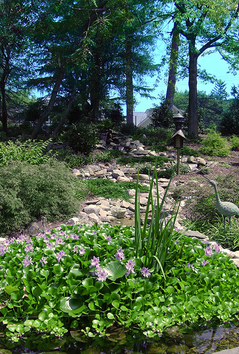 Water Hyacinths and Stream